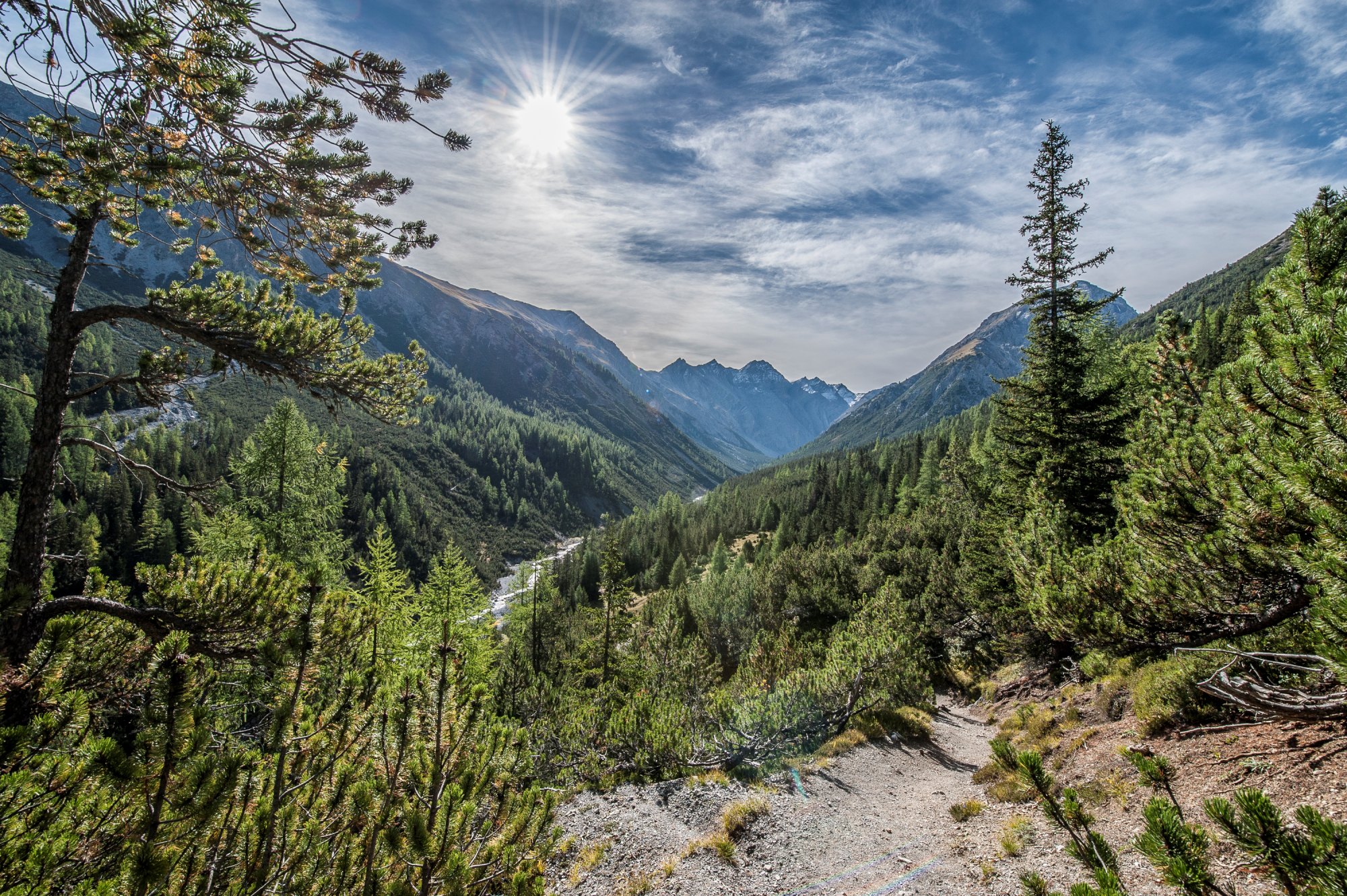 Eine Waldlandschaft mit Nadelbäumen im Unterengadin