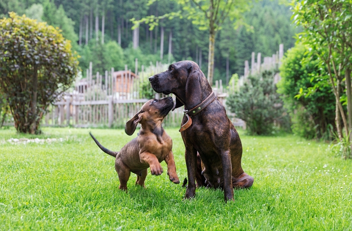 Ein Welpe fordert einen älteren Hund zum Spielen auf - das geht im hundefreundlichen Feriendorf Holzlebn dank eingezäunter Bereiche auch ganz sicher für die Vierbeiner