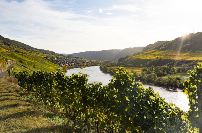 Brückentage 2025: Ein sonniges Tal mit einem Fluss, (Mosel) der sich durch grüne Weinberge schlängelt. Im Hintergrund liegen Hügel mit bepflanzten Feldern und ein kleines Dorf entlang des Ufers.