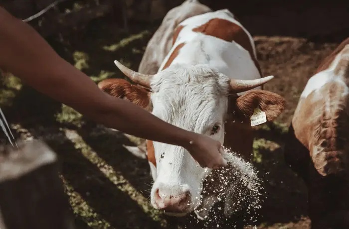 Braun-weiß gefleckte Kuh wird von einer Person von Hand mit Futter bestreut, ländliche Szene mit natürlichem Licht.