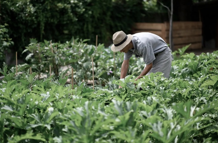 Person mit Strohhut arbeitet in einem üppigen Gemüsegarten, umgeben von grünem Blattwerk und Natur, im Hintergrund ein Holzschuppen.
