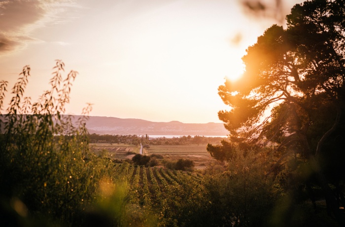 Weingut Hotels in Frankreich: Romantische Landschaft mit Weinbergen und Bäumen im warmen Licht der untergehenden Sonne, im Hintergrund Hügel.