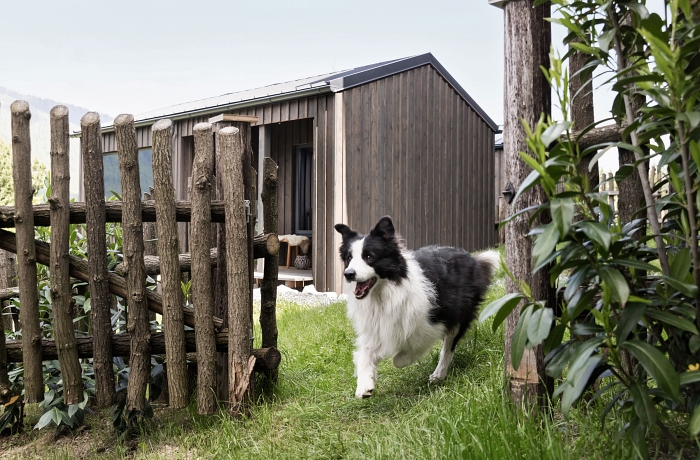 Ein Hund läuft aufgeregt durch den Eingang eines Naturzauns - in den Bergschau-Apartments des Sloho Bergurlaub können Hunde und Besitzer:innen einen wundervollen Urlaub verbringen