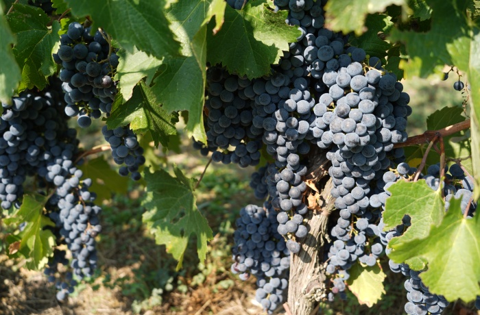 Weingut Hotels: Reife dunkelblaue Weintrauben hängen in dichten Trauben an den Reben, umgeben von grünen Blättern.