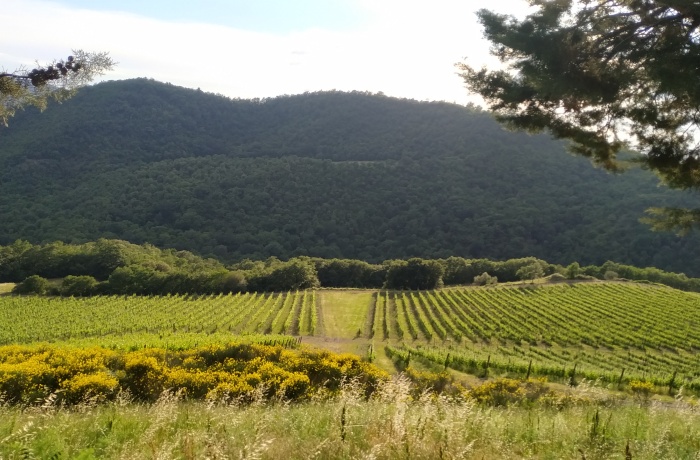Weingut Hotels: Weinberge am Fuße eines bewaldeten Hügels, mit gelb blühenden Sträuchern und Bäumen im Vordergrund.