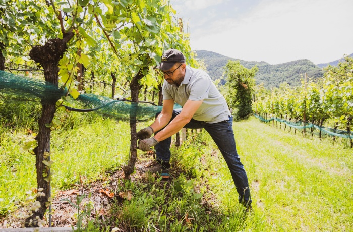 Winzer bei der Arbeit im Weinberg, der sich um eine Rebe kümmert, mit grünen Weinreihen und Bergen im Hintergrund.