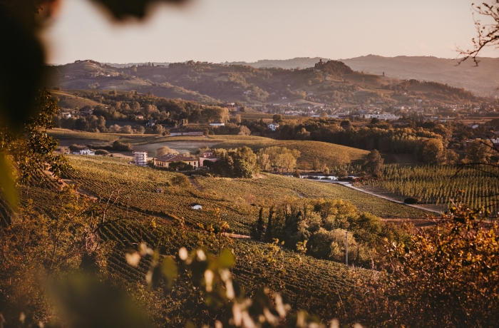 Weinberge und Hügellandschaft im warmen Abendlicht.