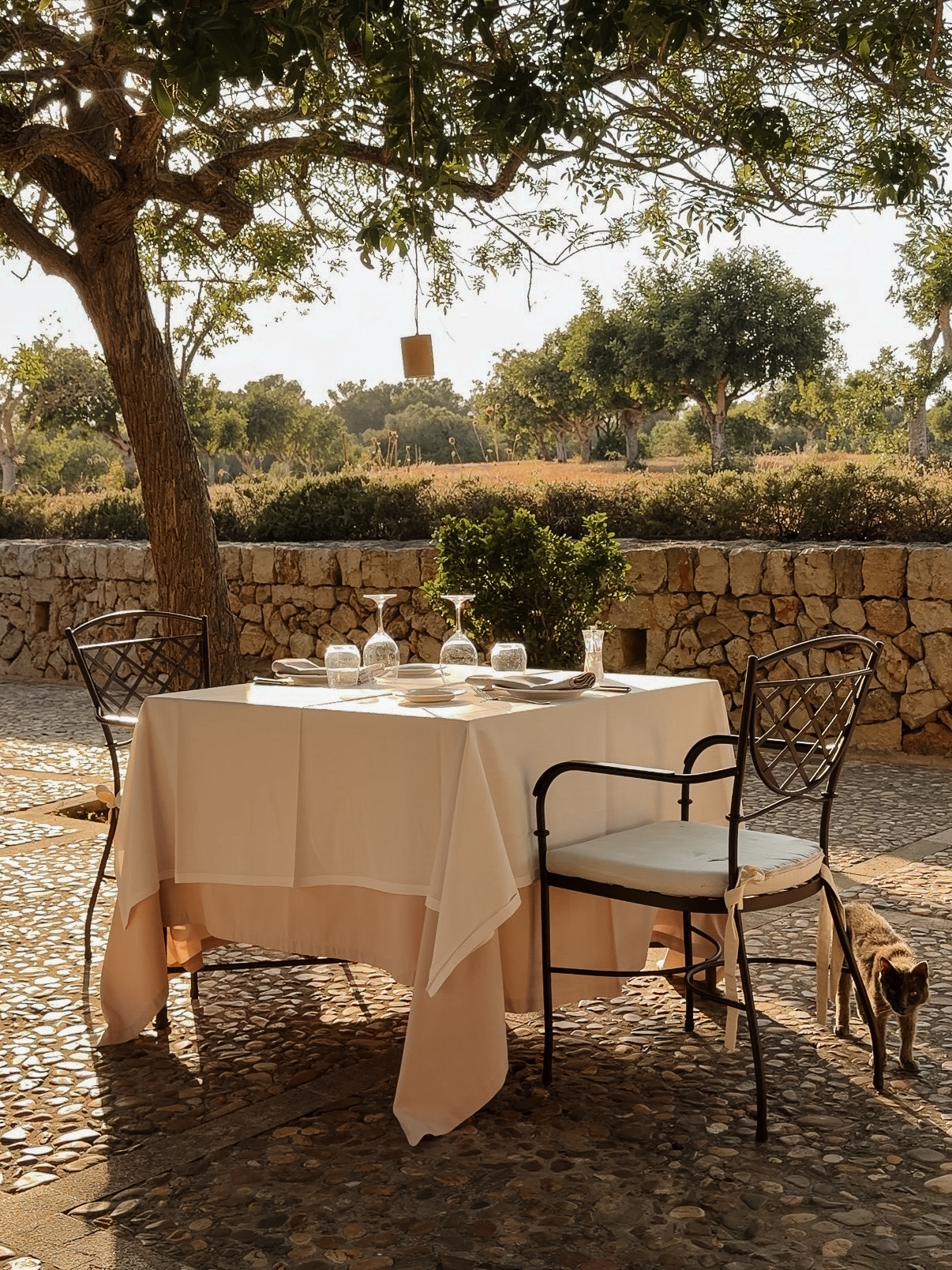 Restaurant des Hotels mit Katze