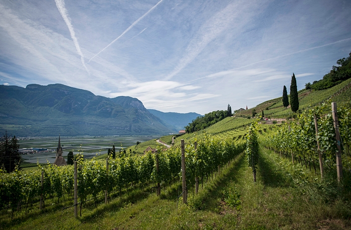 Wein aus Höhenlagen in Südtirol