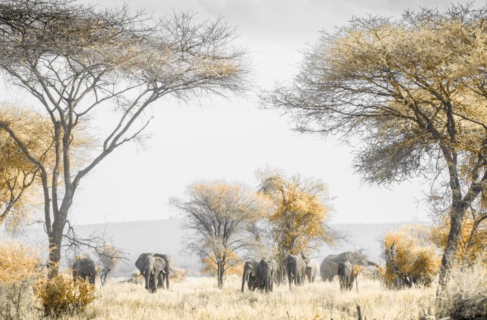 Tansania: Panoramabild einer Elefantenherde in der afrikanischen Steppe