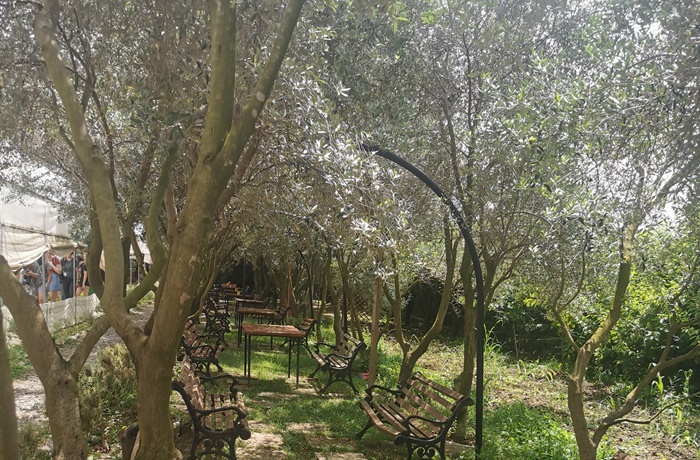 Ein Olivenhain mit Bänken.