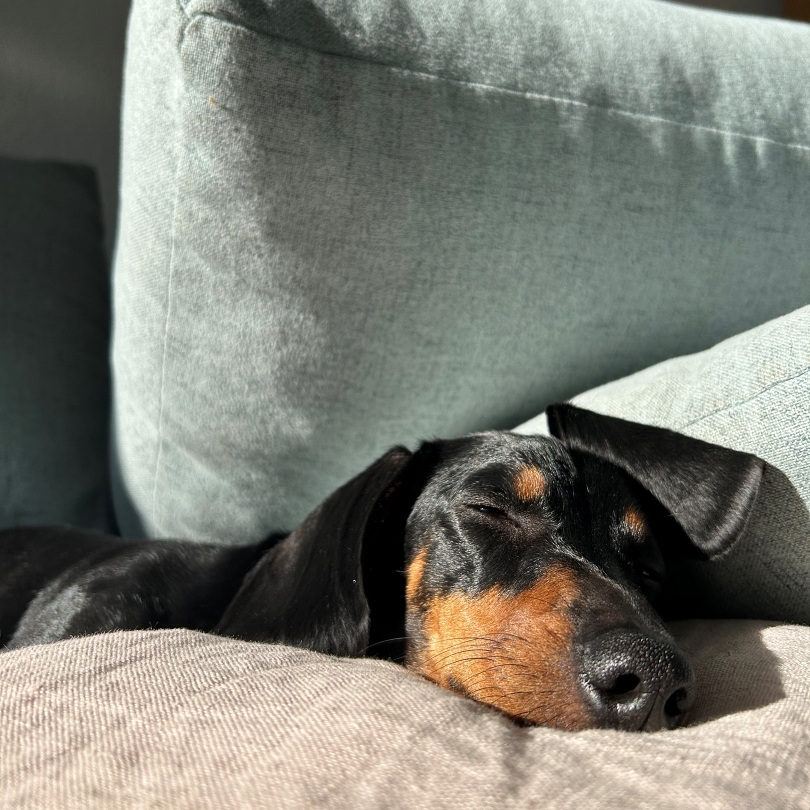 escapio magazine - unsere Dackelkollegin Ruby kann auch im Schlaf die 15 hundefreundlichsten Hotels unserer Hotelauswahl empfehlen