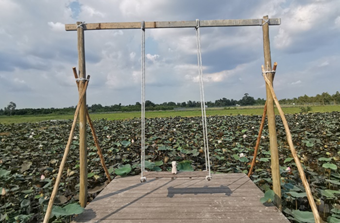 Lotusblütenfarm im Mekong-Delta