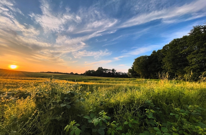 Idyllische Natur- und Wiesenlandschaft bei Sonnenuntergang rund um das Ostsee Baumhaushotel.