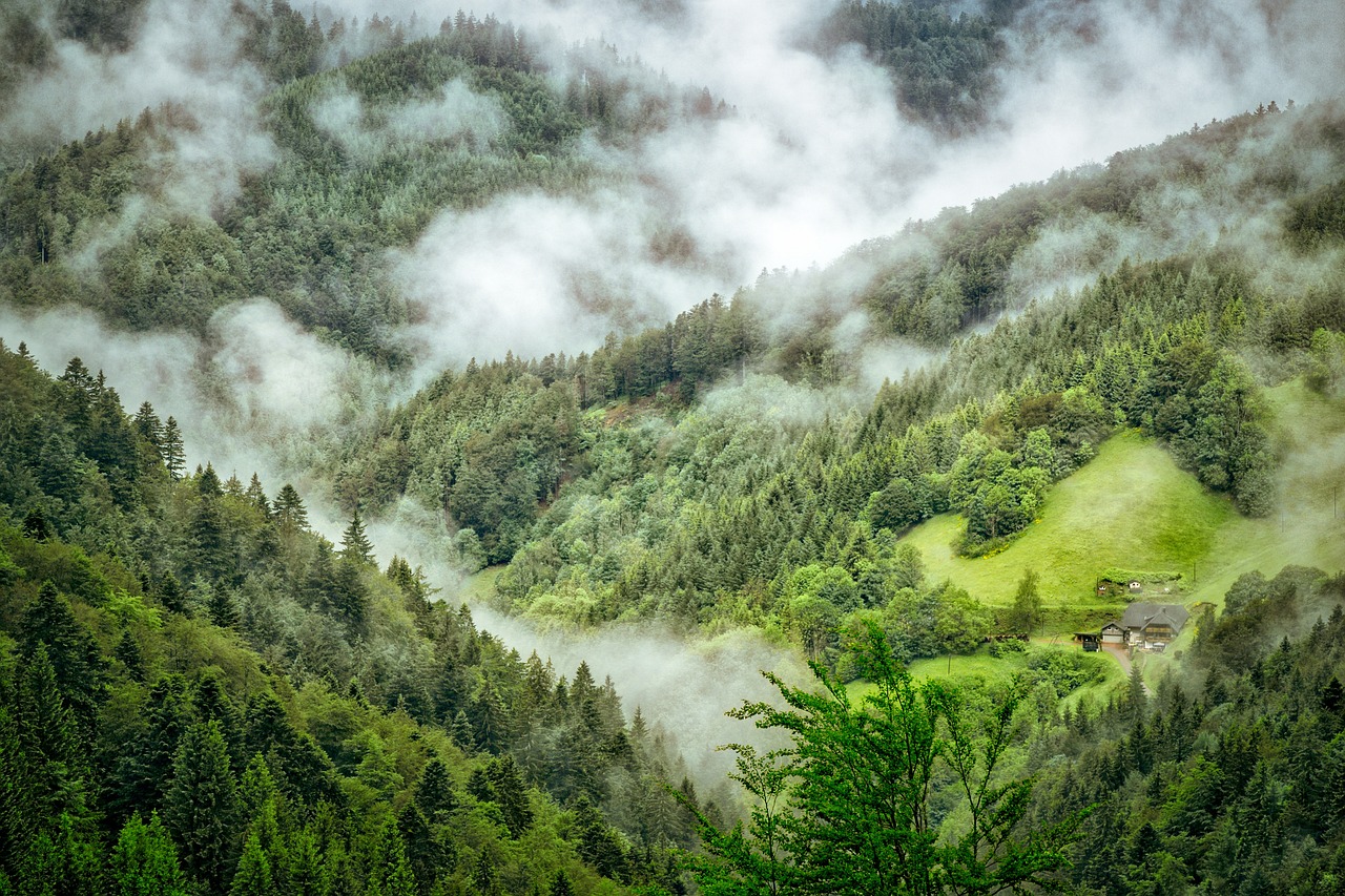 Neben steigt zwischen den Bäumen im Schwarzwald empor