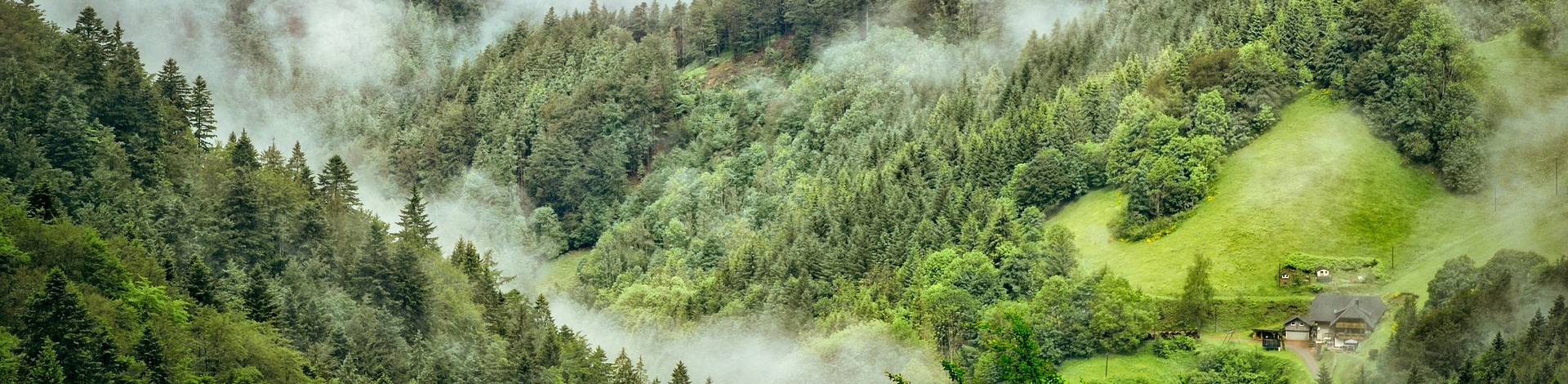 Nebel steigt aus den Schwarzwälder Bäumen empor