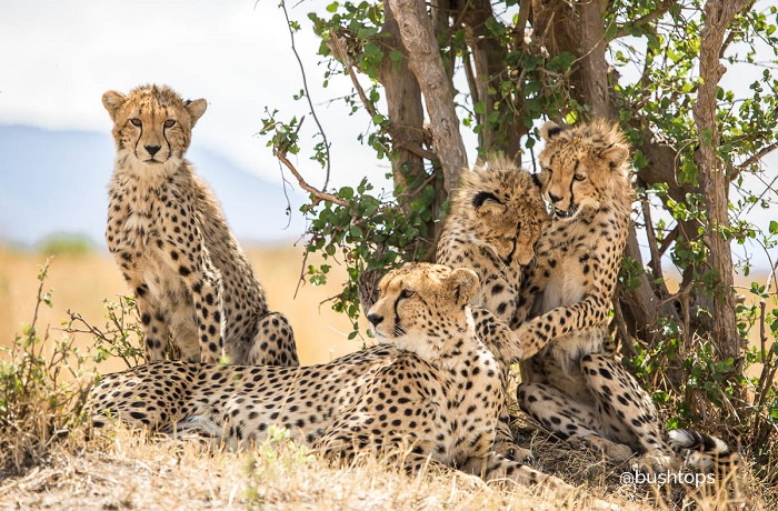 Geparden-Familie in der afrikanischen Steppe: Gepardenjunge spielen hinter achtsam liegenden Mutter