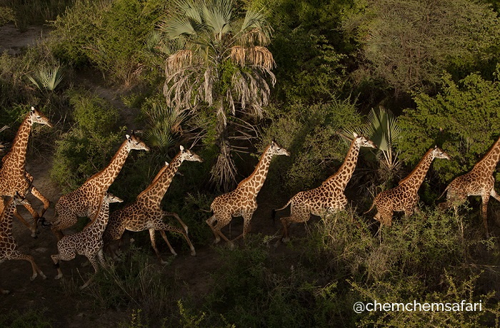 Bild aus der Vogelperspektive von einer Giraffenherde, die durch dichten Busch hintereinanderweg läuft.