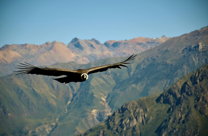 Kondor über dem Colca Canyon