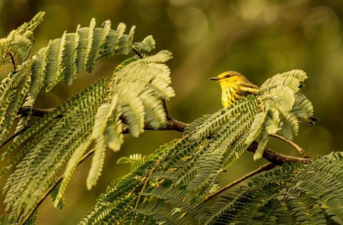 gelb grüner Vogel auf der Insel Maio in kap verde