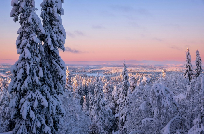 Brückentage 2025. Eine winterliche Landschaft in Lappland mit verschneiten Bäumen unter einem pastellfarbenen Himmel bei Sonnenaufgang oder Sonnenuntergang. Der Schnee bedeckt die dichten Wälder und die sanften Hügel in der Ferne.